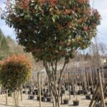 Photinia fraseri Red Robin / Glanzmispel in Schirmform