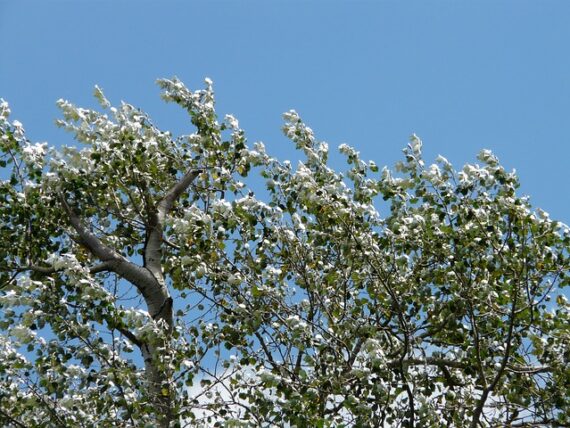 Silberpappel / Populus alba