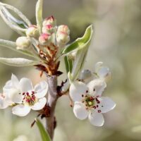 Pyrus salicifolia Pendula / Weidenblättrige Birne
