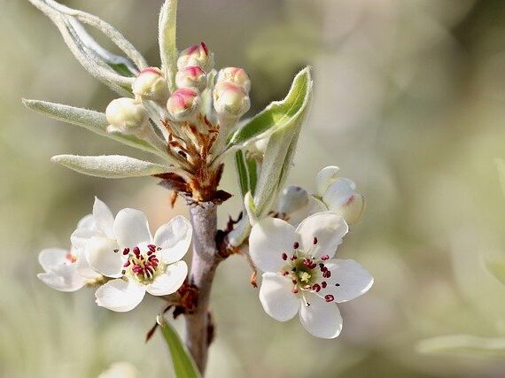 Pyrus salicifolia Pendula / Weidenblättrige Birne