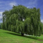 Salix babylonica / Babylonische Trauerweide