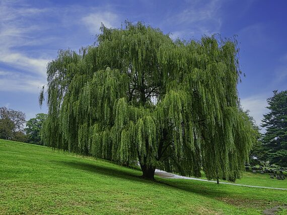 Salix babylonica / Babylonische Trauerweide