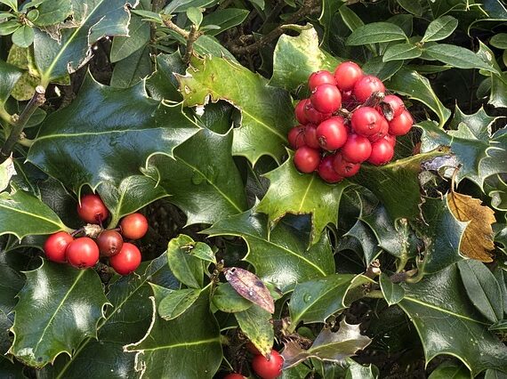 Gemeine Stechpalme / Ilex aquifolium