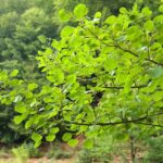 Zitterpappel / Populus tremula
