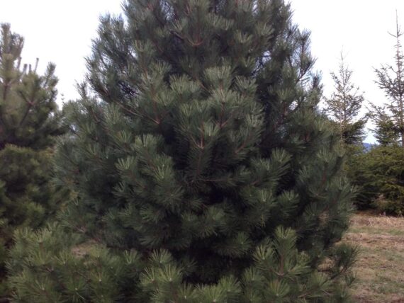 Pinus nigra / Schwarzkiefer / Österreichische Schwarzkiefer