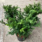 Taxus baccata Repandens / Kriecheibe / Bodendeckereibe / Tafeleibe