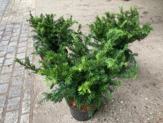 Taxus baccata Repandens / Kriecheibe / Bodendeckereibe / Tafeleibe