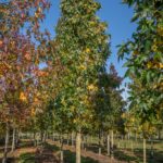 Säulenamberbaum / Liquidambar styraciflua 'Slender Silhouette'