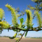 Salix triandra , Mandelweide