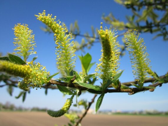 Salix triandra , Mandelweide