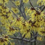 Hamamelis mollis, Chinesische Zaubernuss