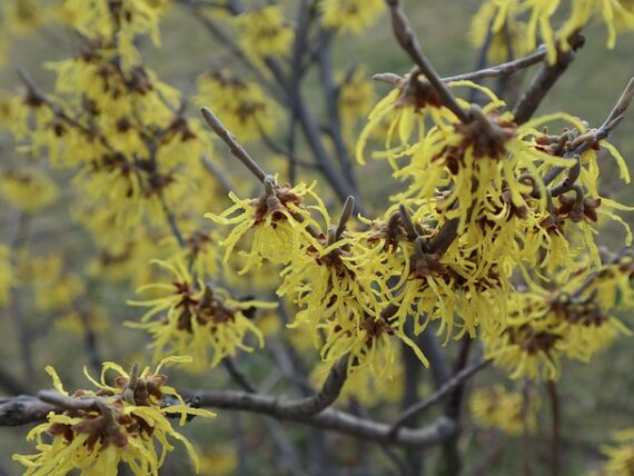 Hamamelis mollis, Chinesische Zaubernuss