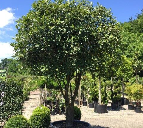 Osmanthus armatus, Chinesische Duftblüte