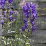 Blauer Eisenhut / Aconitum napellus