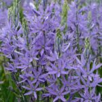 Prärielilie, Camassia quamash