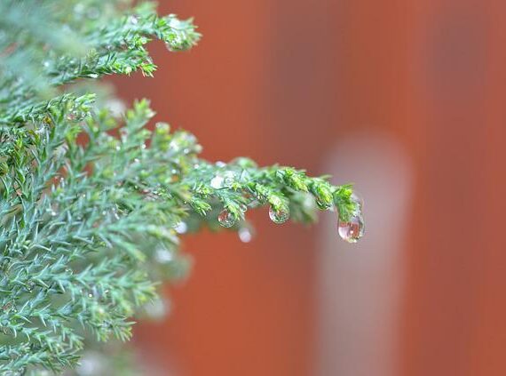 Juniperus communis 'Sentinel'