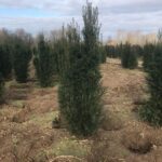 Spalier-Eibe / Taxus media Straight Hedge