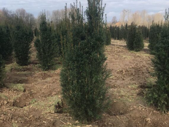 Spalier-Eibe / Taxus media Straight Hedge