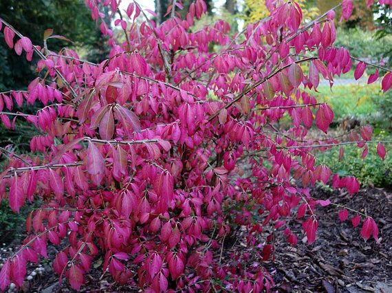 Flügelspindelstrauch Compactus, Euonymus alatus Compactus