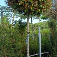Kugel-Hochstamm Photinia