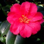 Kamelie ,Camellia japonica