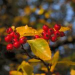 Crataegus persimilis Splendens / Weissdorn Splendens