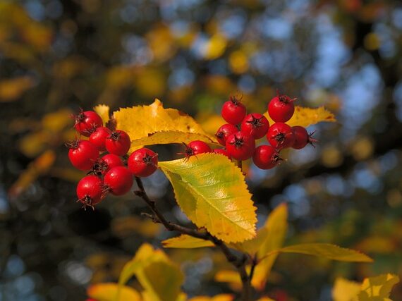 Crataegus persimilis Splendens / Weissdorn Splendens