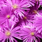 Mittagsblume / Delosperma cooperi