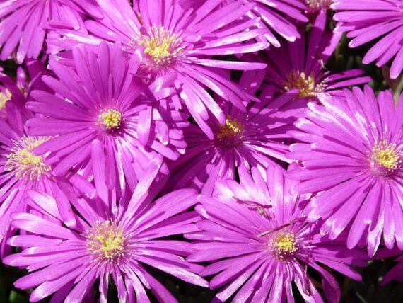 Mittagsblume / Delosperma cooperi