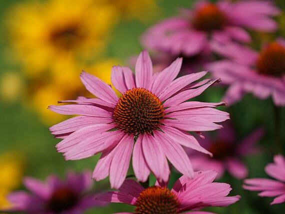 Echinacea purpurea Magnus Superior / Sonnenhut Magnus Superior