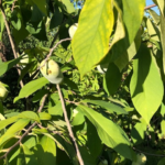 Indianerbanane / Asimina triloba