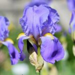 Iris germanica Delphi / Schwertlilie