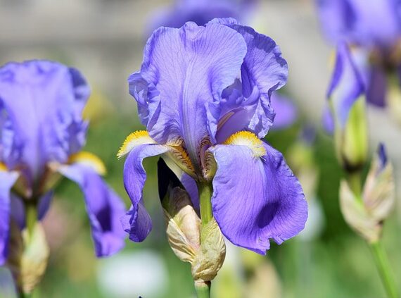 Iris germanica Delphi / Schwertlilie