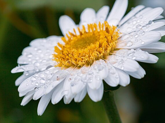 Grossblumige Sommermargerite Snow Lady / Leucanthemum superbum Snow Lady