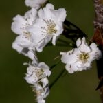 Pyrus calleryana Chanticleer / Chinesische Bildbirne