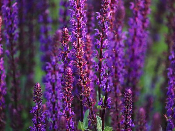 Salvia nemorosa Ostfriesland / Steppensalbei Ostfriesland