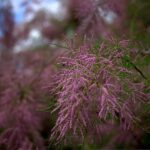 Tamarix tetranda / Frühlings-Tamariske