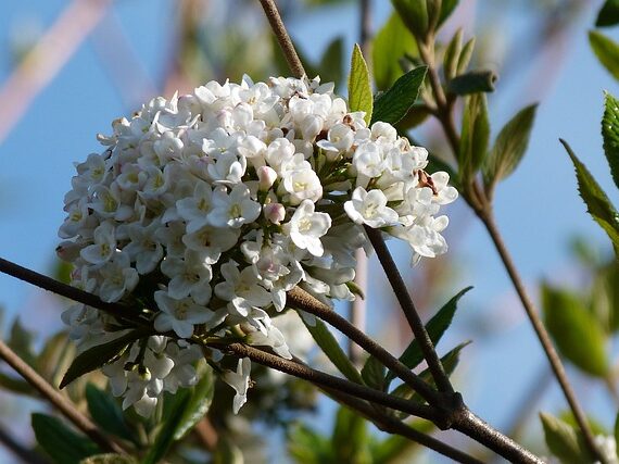 Viburnum burkwoodii Osterschneeball
