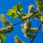 Grauweide / Salix cinerea