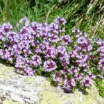 thymus serpyllum feldthymian