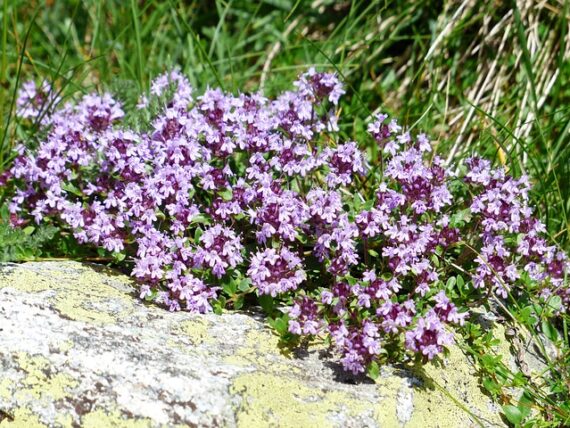 thymus serpyllum feldthymian