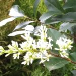 Liguster / Ligustrum obtusifolium regelianum