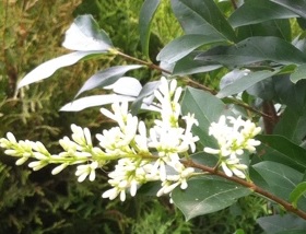 Liguster / Ligustrum obtusifolium regelianum