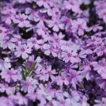 Phlox sublata / Teppichphlox