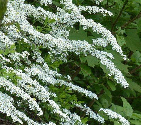 Spiraea cinerea Grefsheim