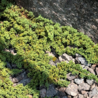 Juniperus procumbens Nana