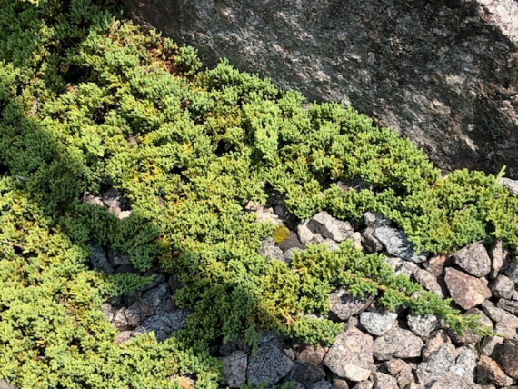 Juniperus procumbens Nana