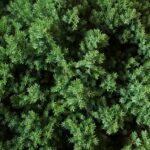 Juniperus procumbens Nana / Kriech-Wacholder