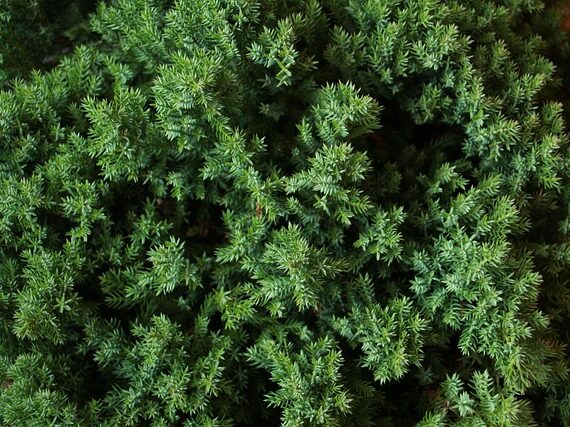 Juniperus procumbens Nana / Kriech-Wacholder