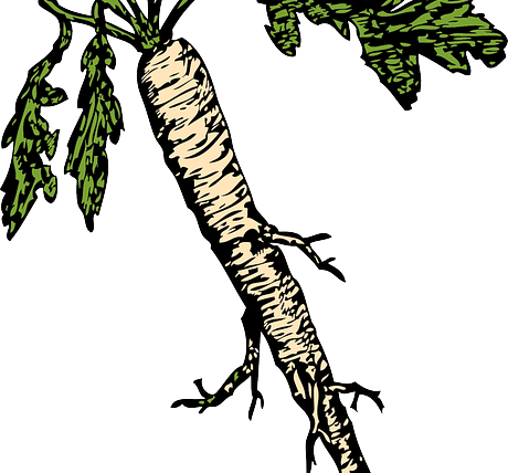Meerrettich / Armoracia rusticana